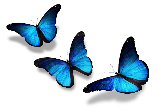 Butterfly 011