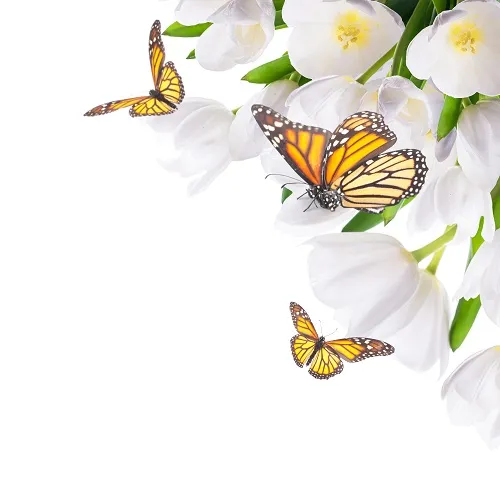 Butterfly 029