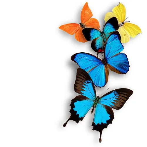 Butterfly 126