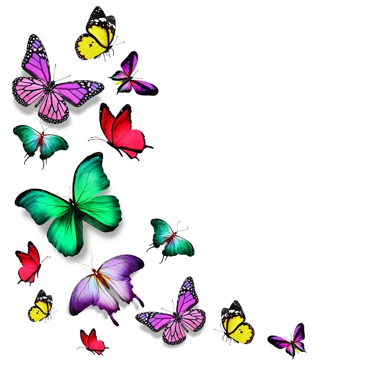 Butterfly 002