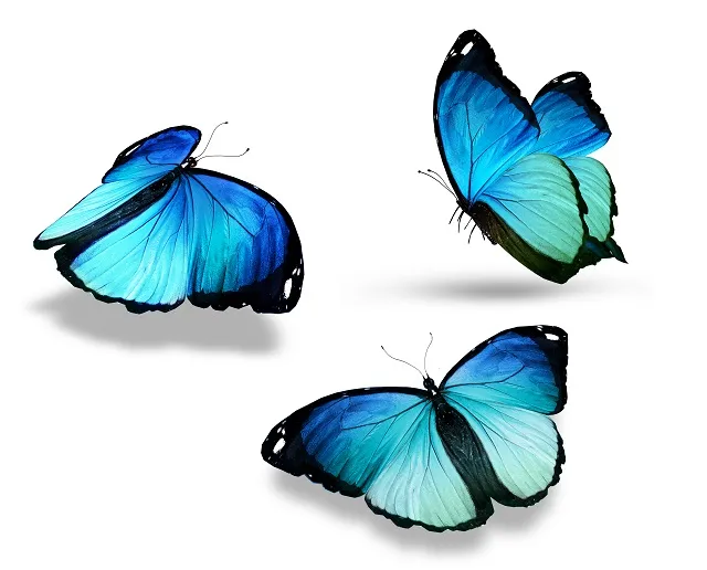 Butterfly 129