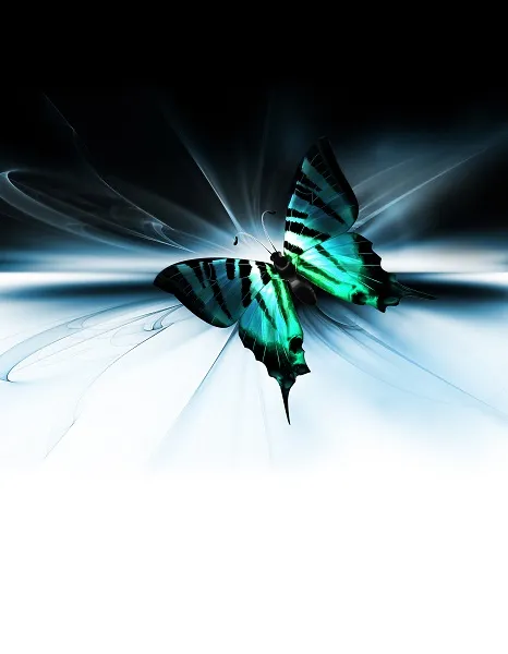 Butterfly 088