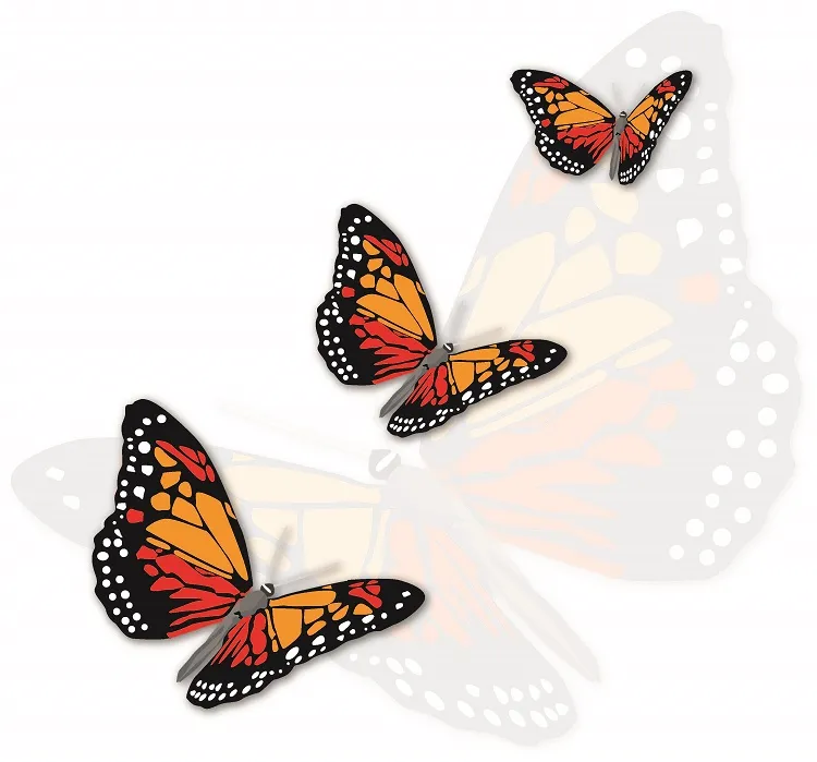 Butterfly 077