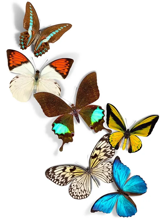 Butterfly 074