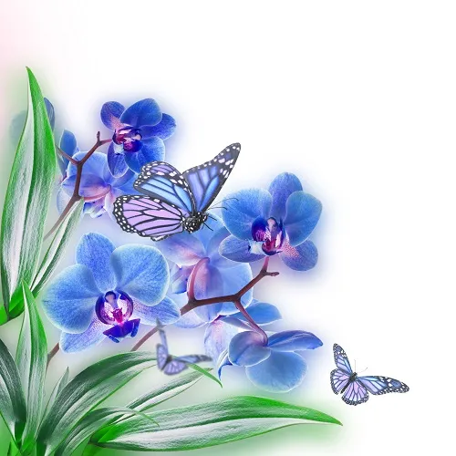 Butterfly 033