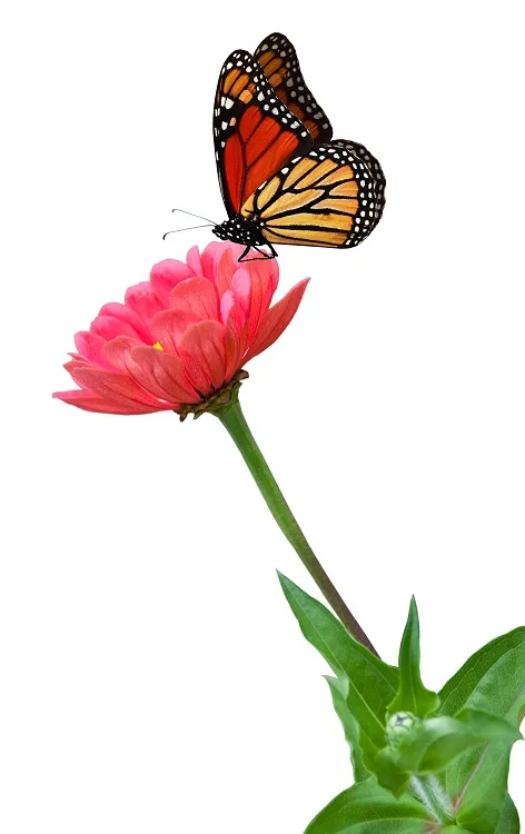 Butterfly 040