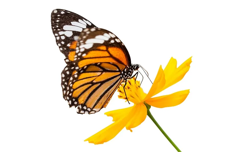 Butterfly 048