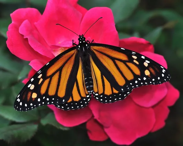 Butterfly 109