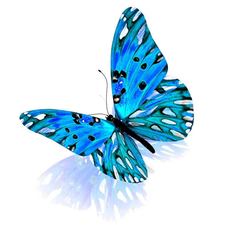 Butterfly 044