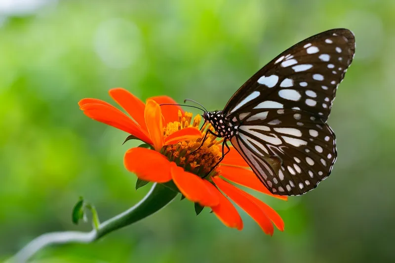 Butterfly 096