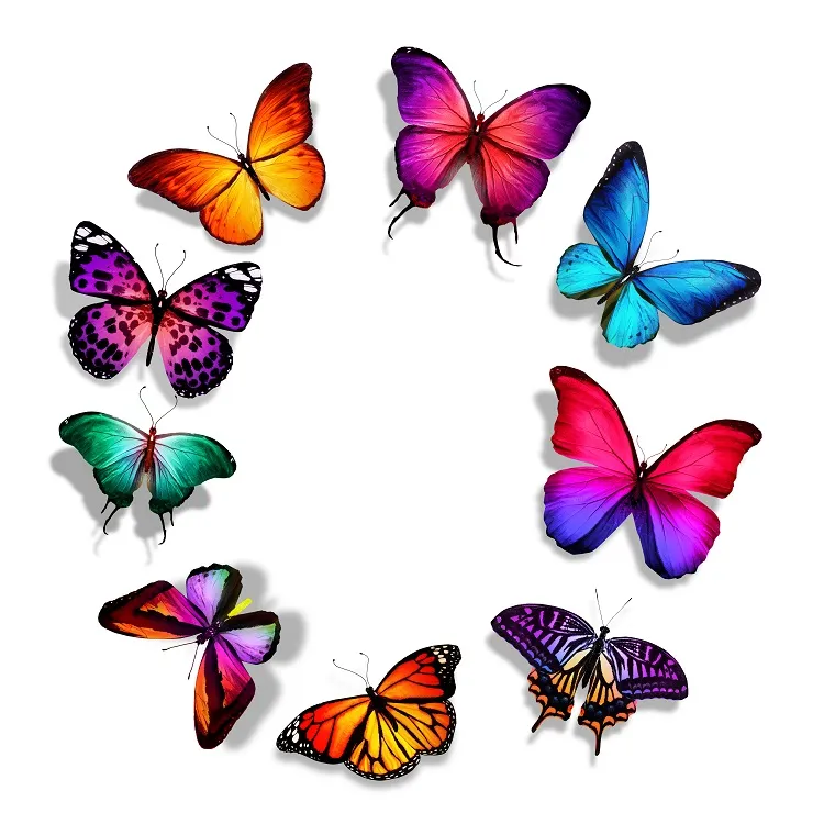 Butterfly 001