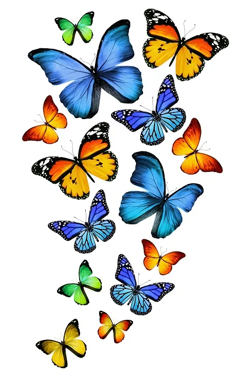 Butterfly 071