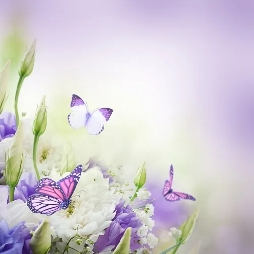 Butterfly 023