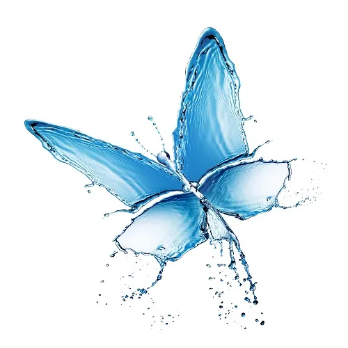 Butterfly 056