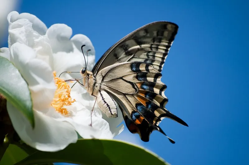 Butterfly 099