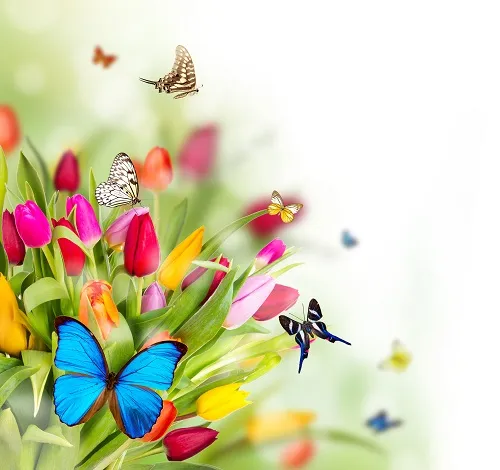Butterfly 025