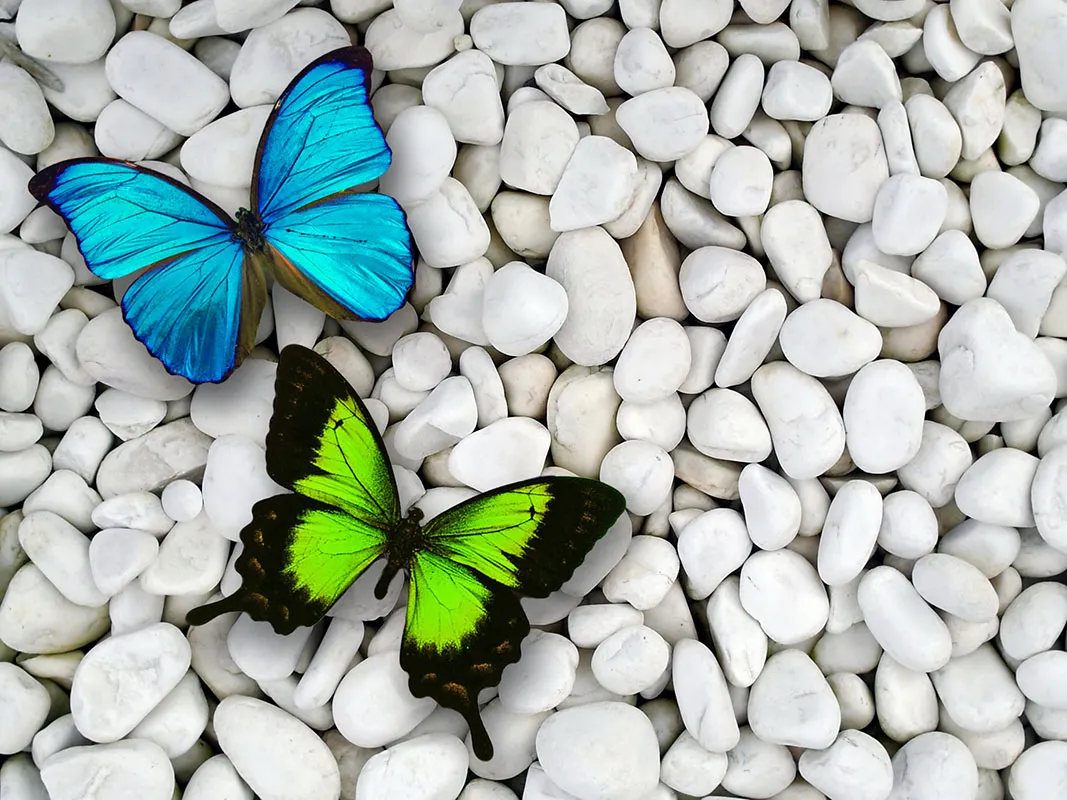 Butterfly 131