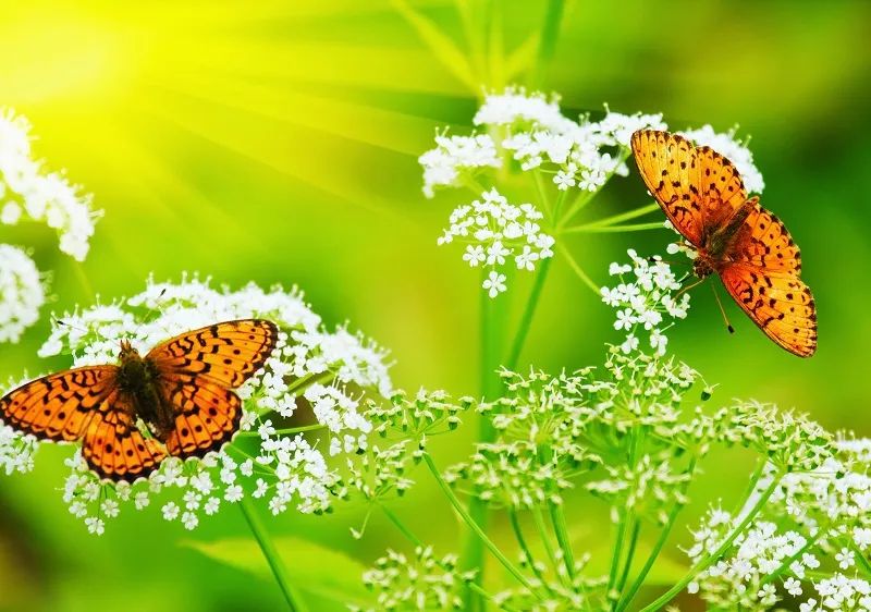 Butterfly 105