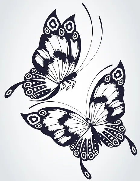 Butterfly 019
