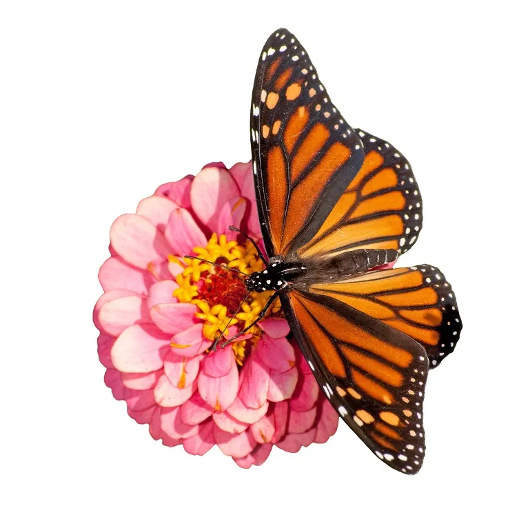 Butterfly 045