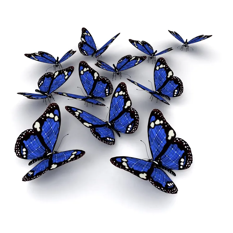 Butterfly 076