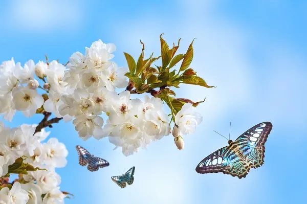 Butterfly 110