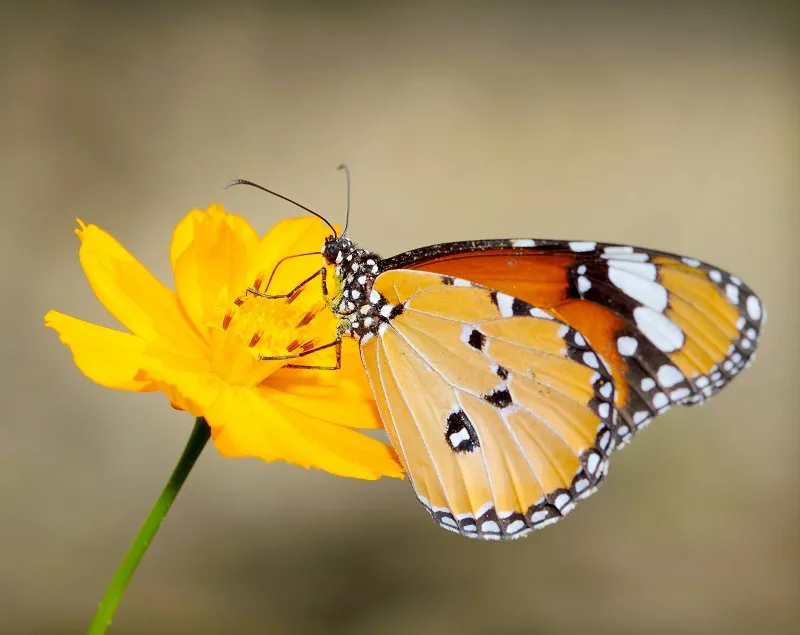 Butterfly 098