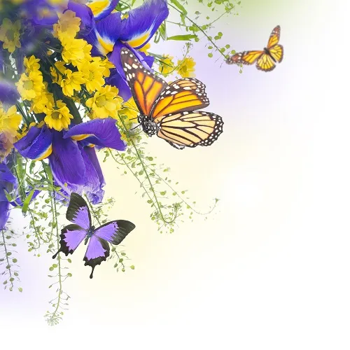 Butterfly 030