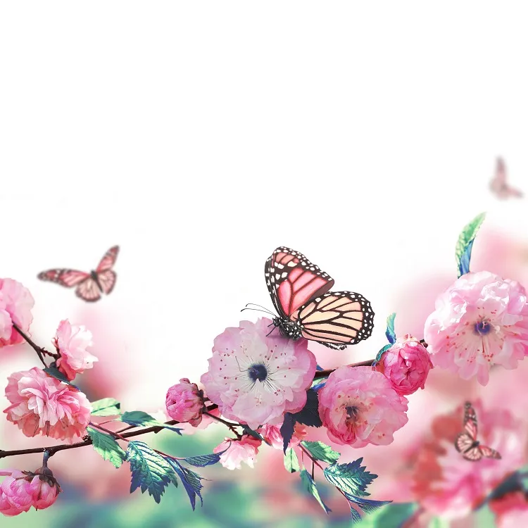 Butterfly 022