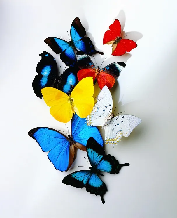 Butterfly 016