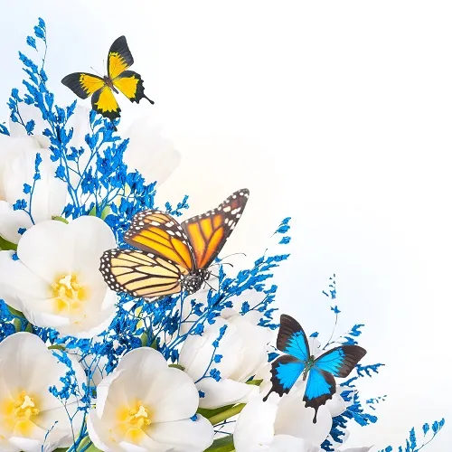 Butterfly 027