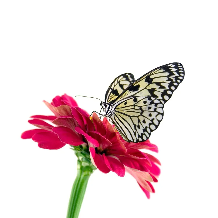 Butterfly 039