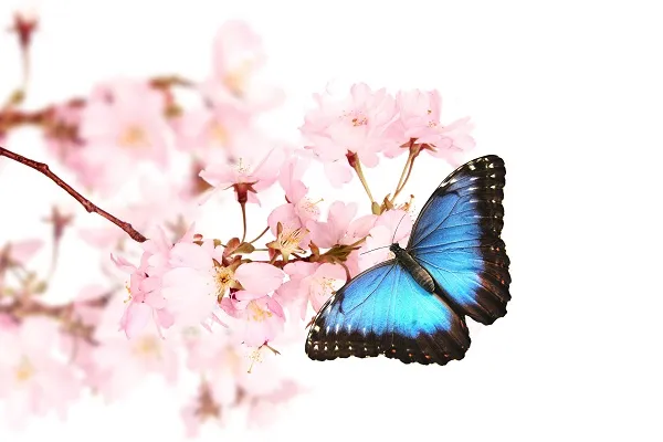 Butterfly 037