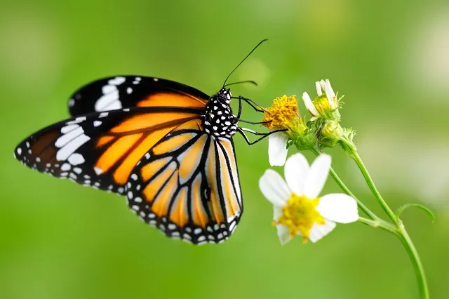 Butterfly 118