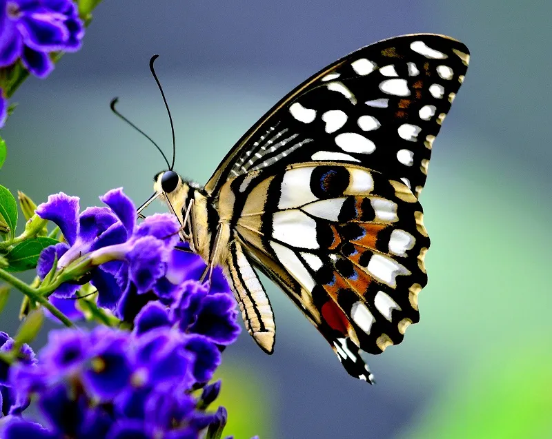 Butterfly 097