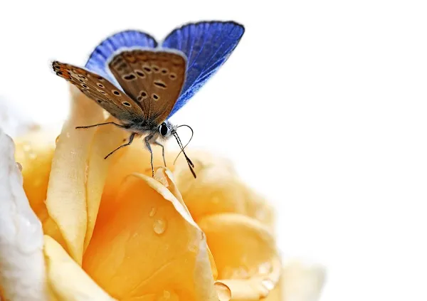Butterfly 036