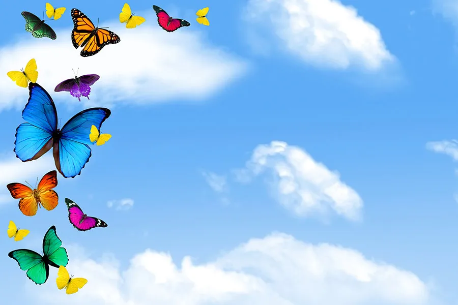 Butterfly 147