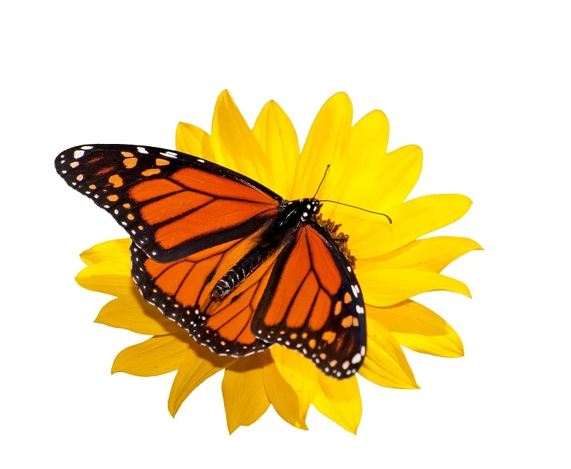 Butterfly 046