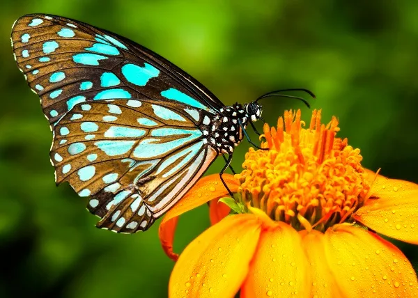 Butterfly 101