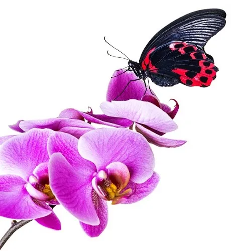 Butterfly 006