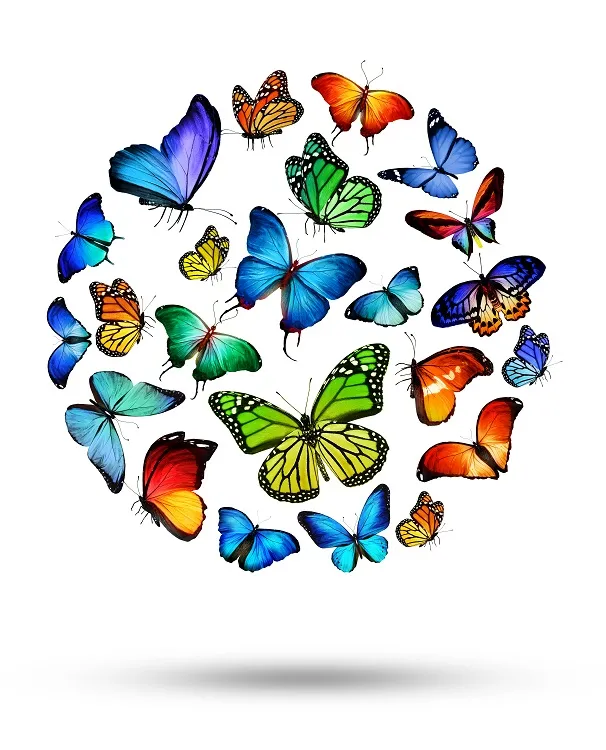 Butterfly 075