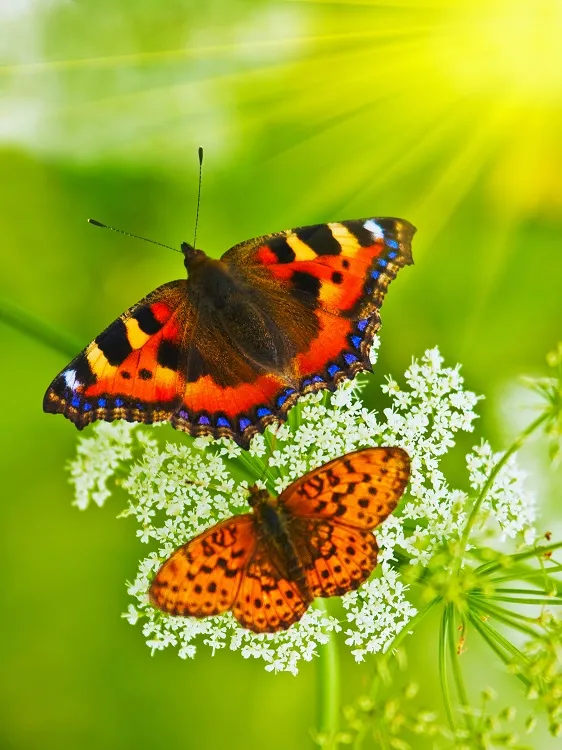 Butterfly 104