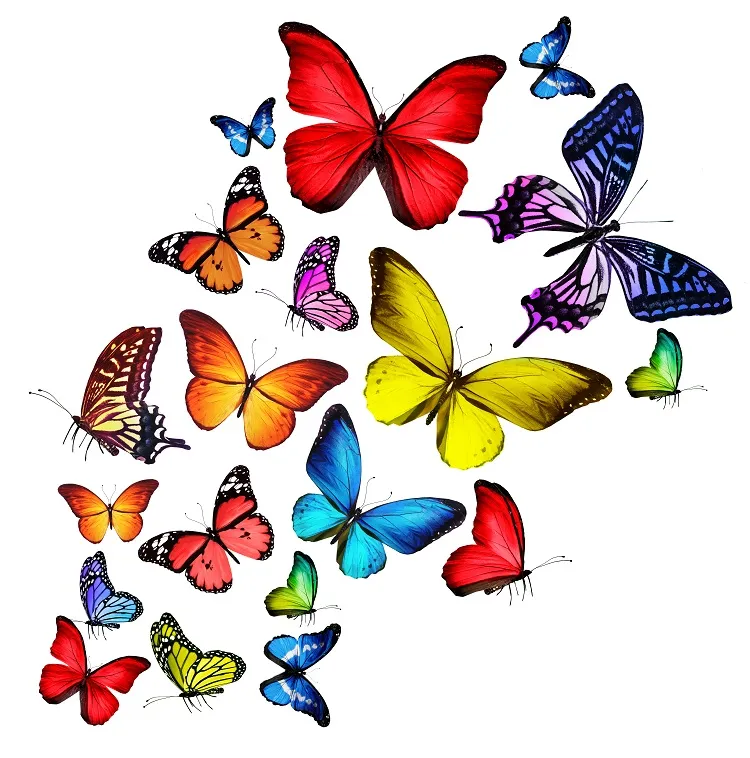 Butterfly 072