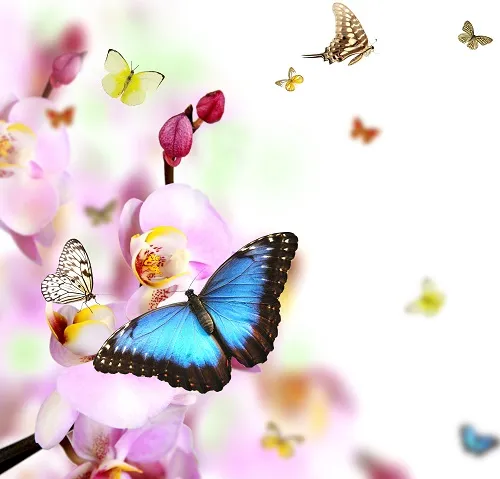Butterfly 024