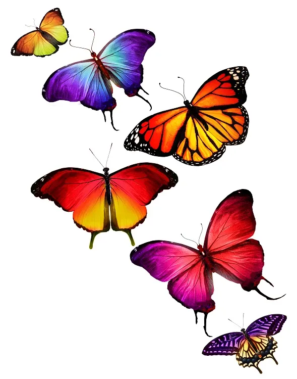 Butterfly 073