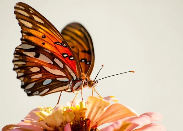 Butterfly 103
