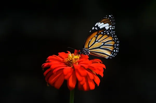 Butterfly 102