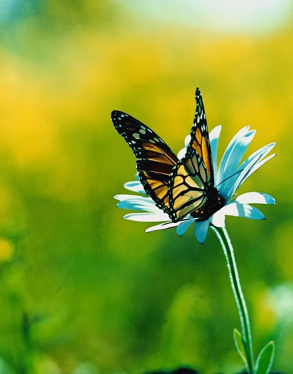 Butterfly 100