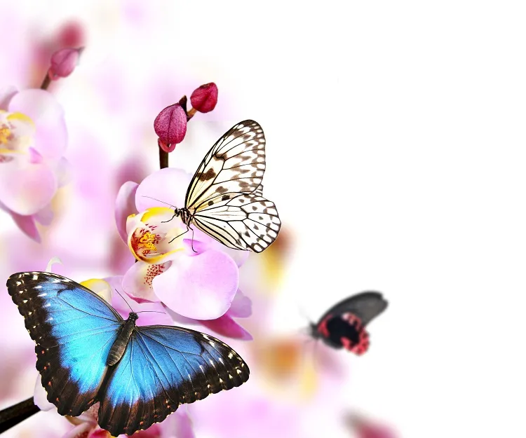 Butterfly 017