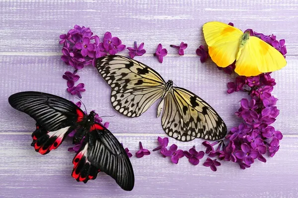 Butterfly 111